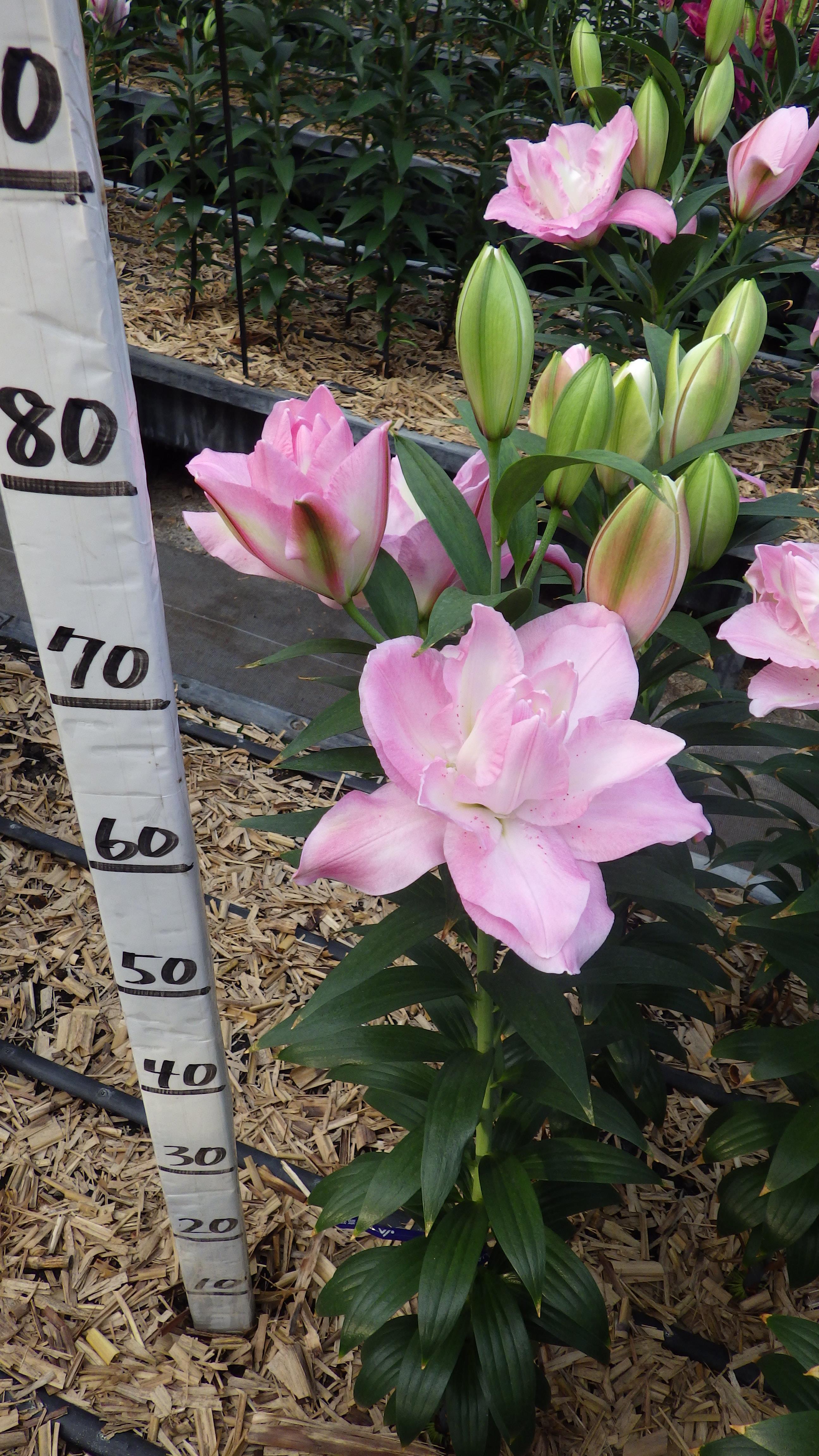 ラッキーエンジェル（八重）